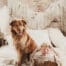 A serene newborn portrait featuring a baby resting in a basket alongside a loyal pet dog, showcasing techniques taught in the Newborn Photography Online Workshop.