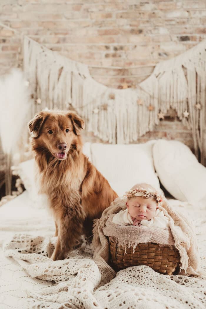 A serene newborn portrait featuring a baby resting in a basket alongside a loyal pet dog, showcasing techniques taught in the Newborn Photography Online Workshop.