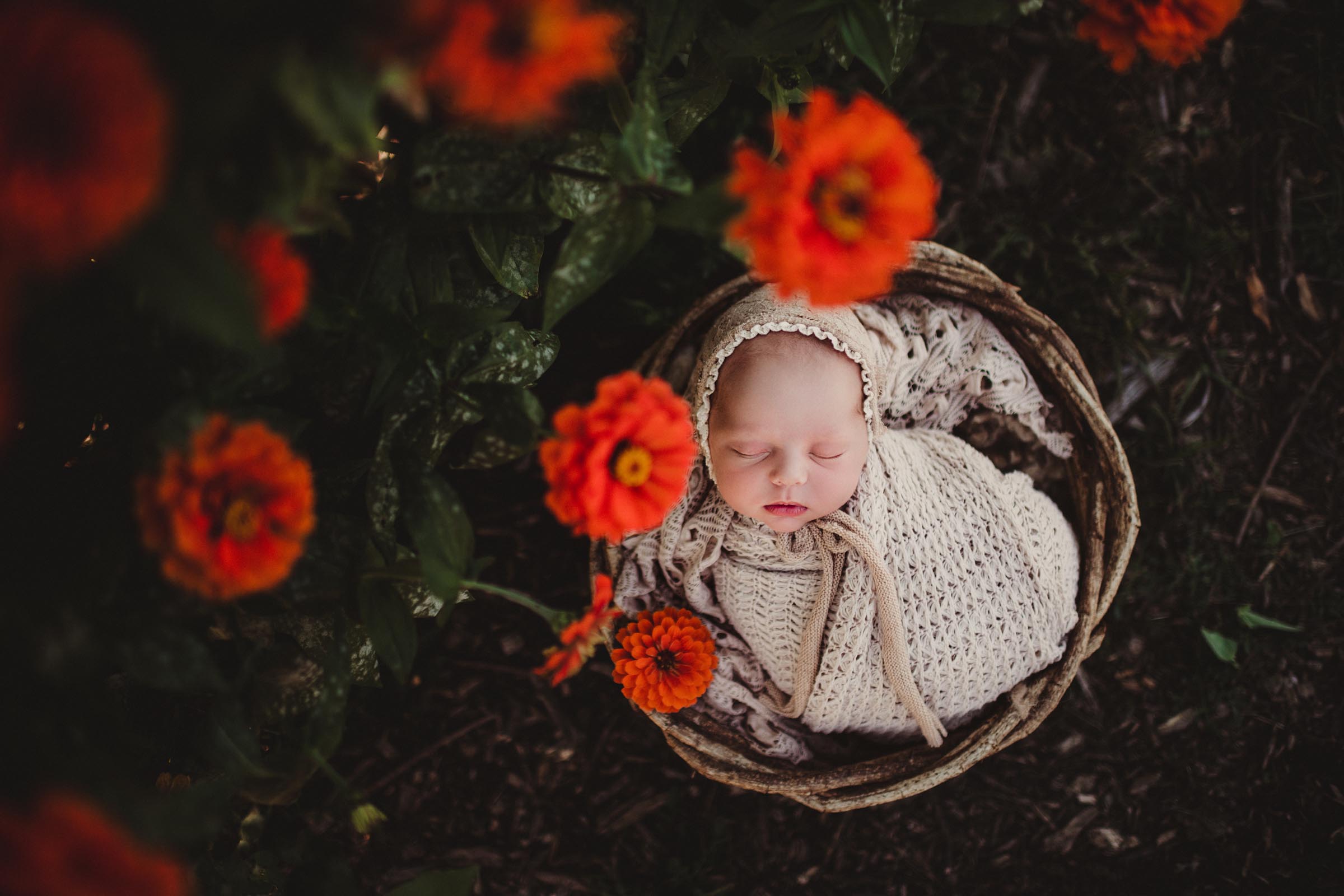 newborn wrapped in a bucket outdoors by poppy flowers