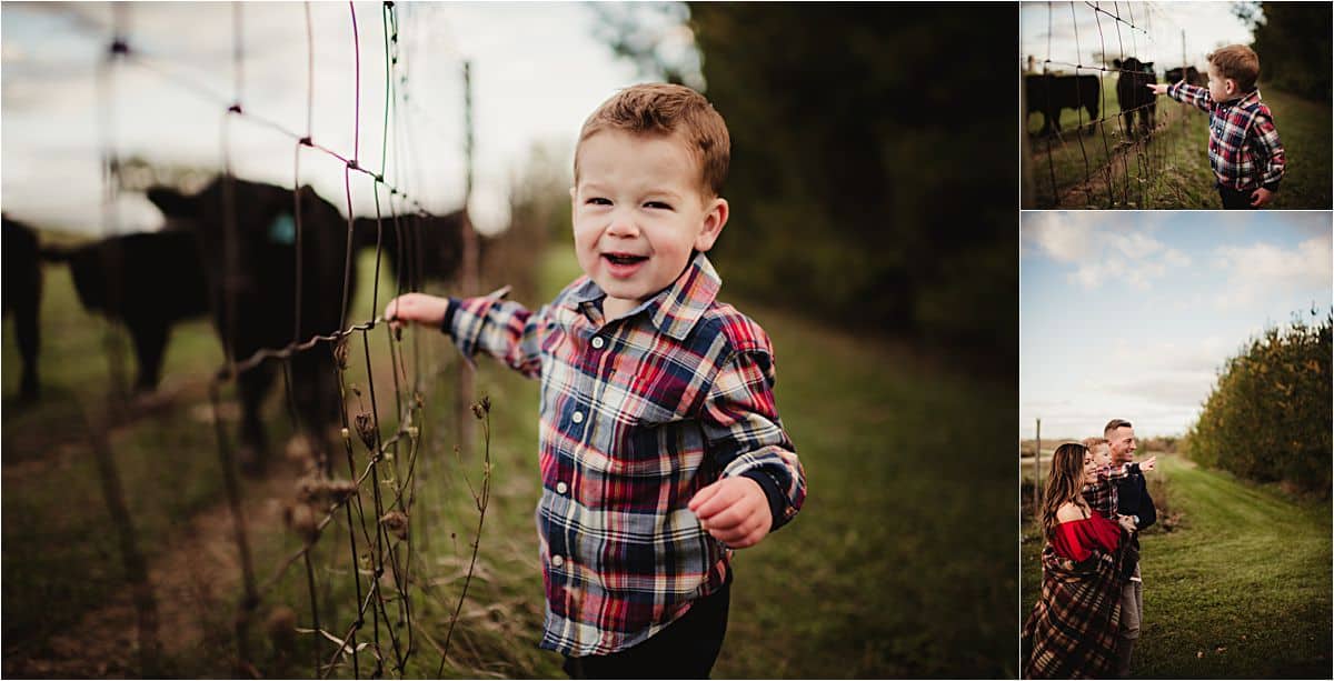 Fall Family Maternity Session Little Boy Looking at Cows