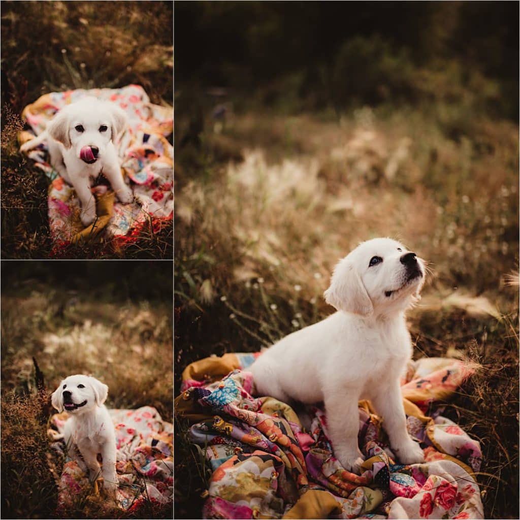 Collage Puppy