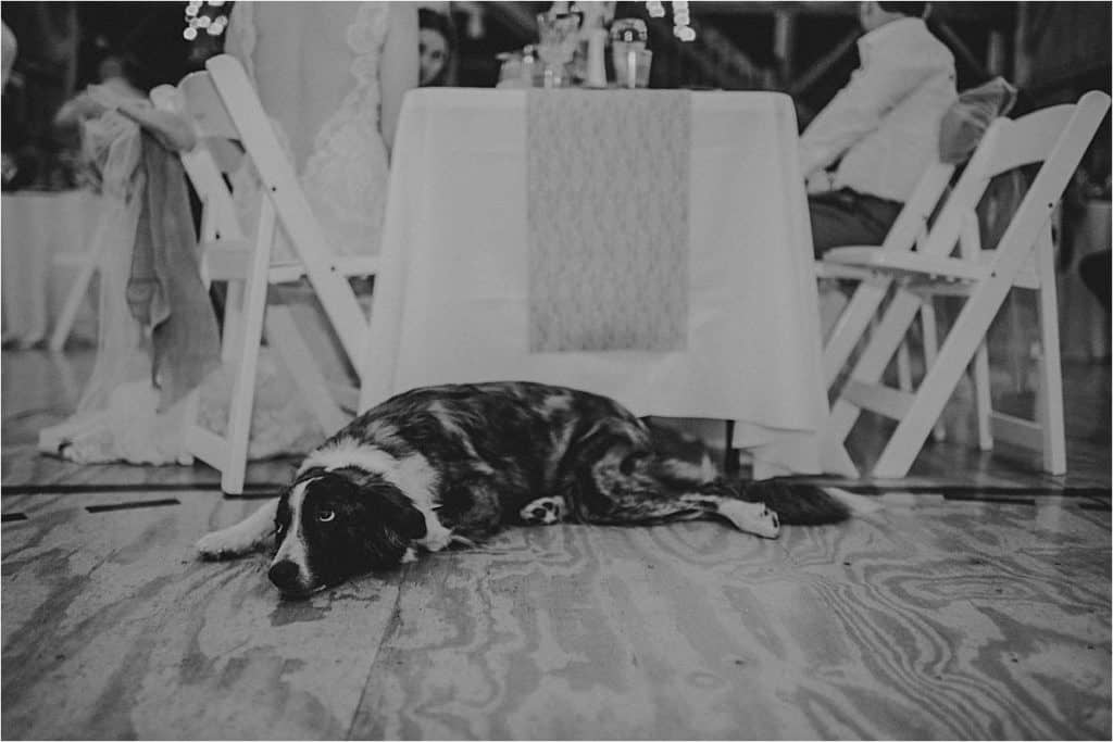 Bride and Groom's Dog at Reception 