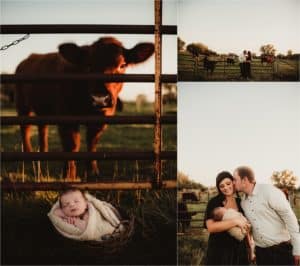 Late Summer Newborn Session Newborn with Cow