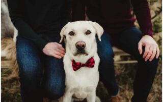 Close Up Dog in Tie