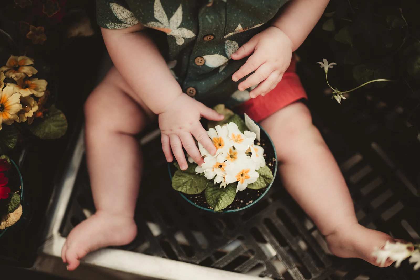 Child flowers and small hands A close detail of a child holding small flowers in their lap.