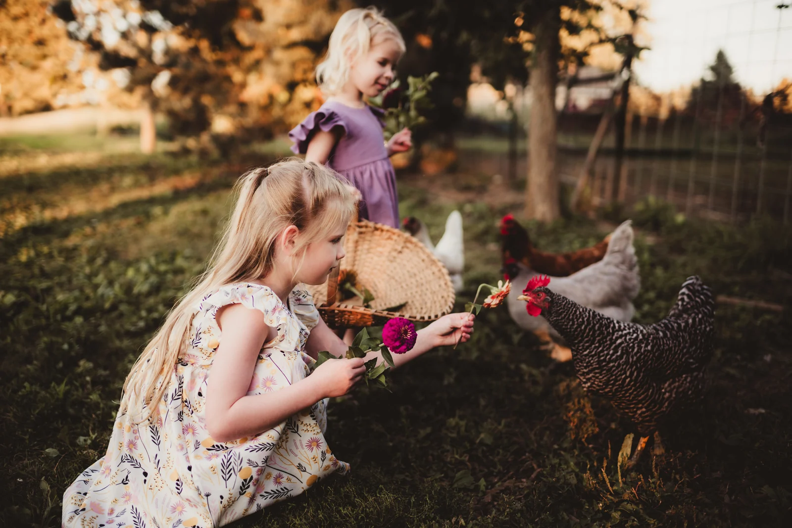 Children visiting the chickens Two children watching chickens together in a garden.