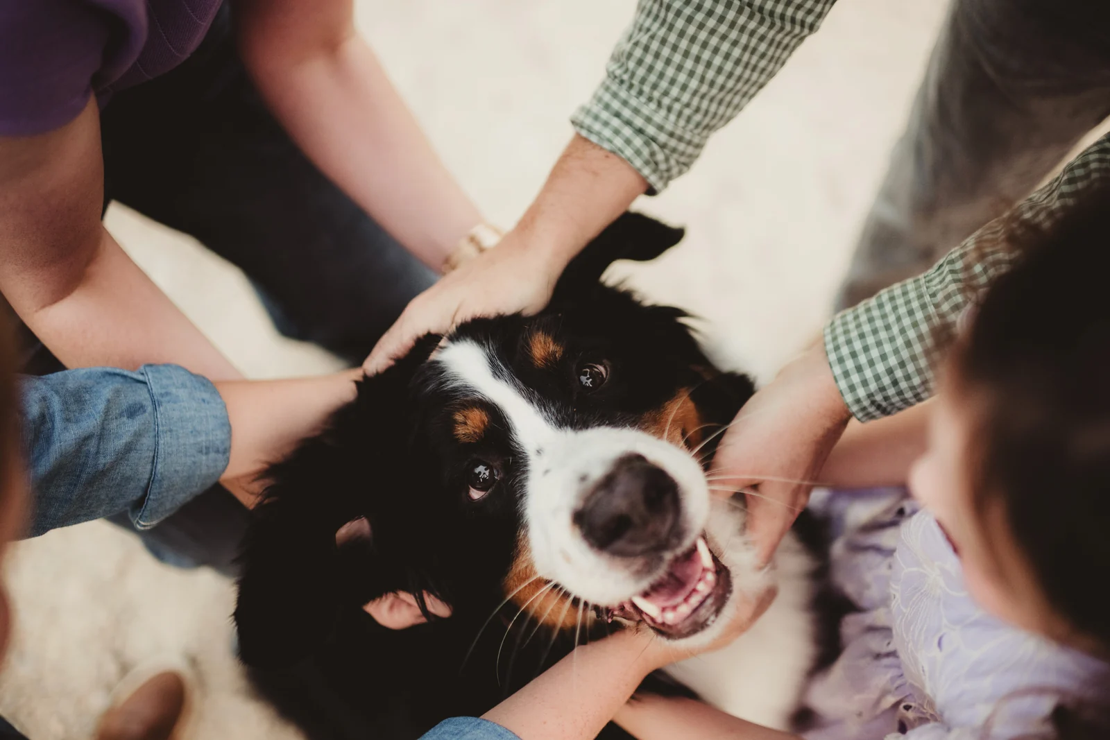 Family hands petting the dog Family hands gathered around a happy dog, photographed from above.