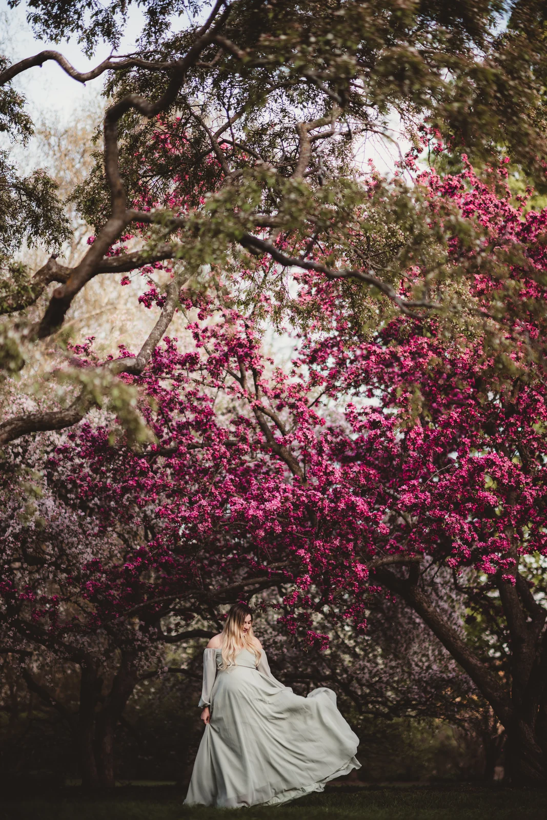Maternity portrait beneath pink blossoms A pregnant woman in a flowing pale dress beneath a tree filled with pink blossoms.