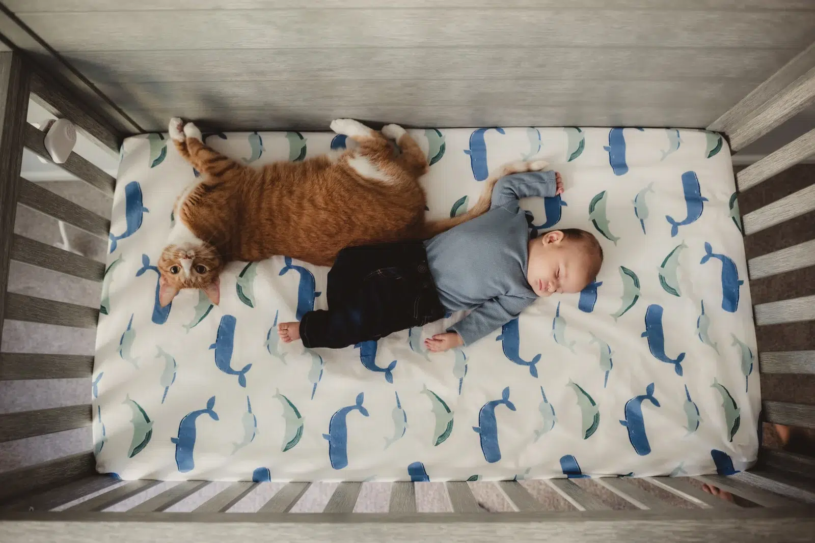 Baby with the family cat in a crib A baby and an orange cat lying together in a crib.